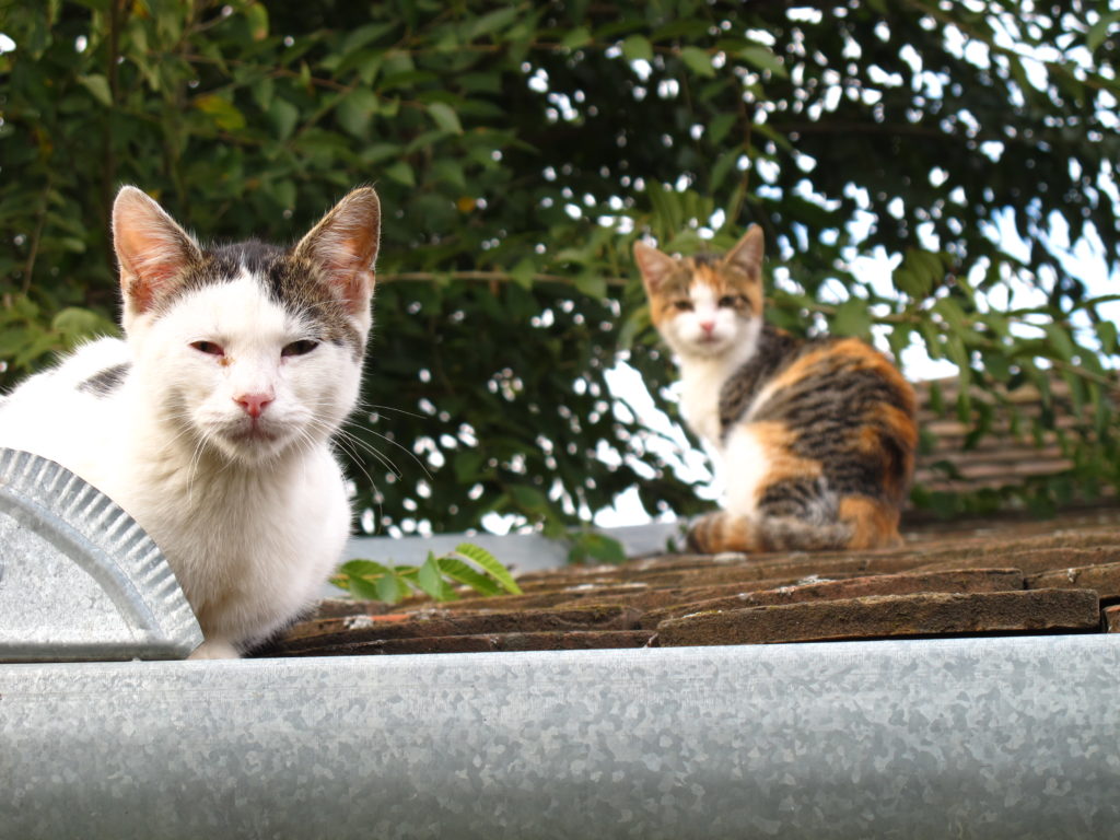 Katzen auf einem Dach